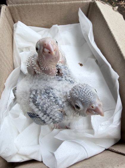 ลูกป้อนกรีนชีค บลู