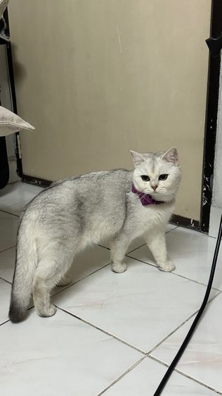 น้องแมวอเมริกัน ช็อตแฮร์ และบริติช ช็อตแฮร์ พันธุ์แท้ 💯 ทำหมันแล้ว รูปที่ 12