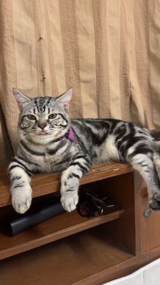 น้องแมวอเมริกัน ช็อตแฮร์ และบริติช ช็อตแฮร์ พันธุ์แท้ 💯 ทำหมันแล้ว รูปที่ 5