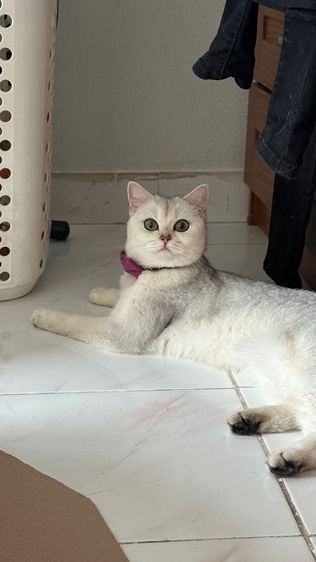 น้องแมวอเมริกัน ช็อตแฮร์ และบริติช ช็อตแฮร์ พันธุ์แท้ 💯 ทำหมันแล้ว รูปที่ 14