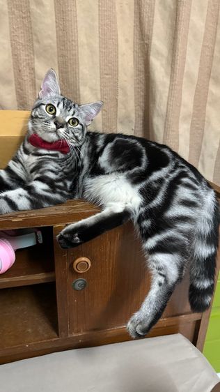 น้องแมวอเมริกัน ช็อตแฮร์ และบริติช ช็อตแฮร์ พันธุ์แท้ 💯 ทำหมันแล้ว รูปที่ 9