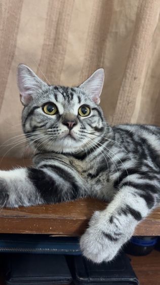 น้องแมวอเมริกัน ช็อตแฮร์ และบริติช ช็อตแฮร์ พันธุ์แท้ 💯 ทำหมันแล้ว รูปที่ 8