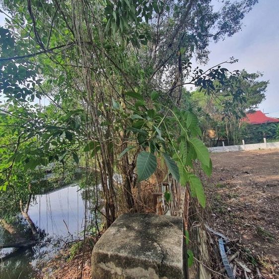 ใช่ ขายที่ดิน รูปที่ 4