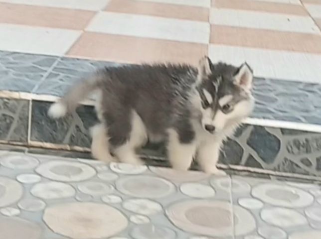 ไซบีเรียน ฮัสกี้ (Siberian Husky) เล็ก ลูกไซบีเรีย 40กว่าวัน 4,500.- สมุทรปราการ 081-9842183