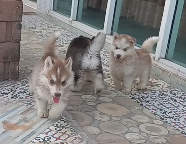 ลูกไซบีเรีย 40กว่าวัน 4,500.- สมุทรปราการ 081-9842183 รูปที่ 2