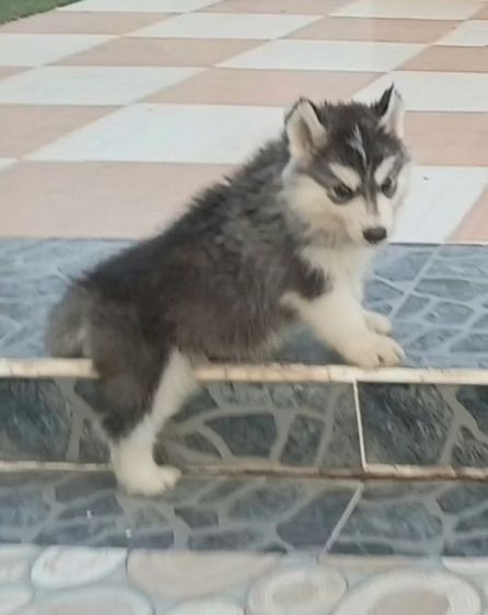 ลูกไซบีเรีย 40กว่าวัน 4,500.- สมุทรปราการ 081-9842183 รูปที่ 5