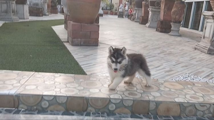 ลูกไซบีเรีย 40กว่าวัน 4,500.- สมุทรปราการ 081-9842183 รูปที่ 6