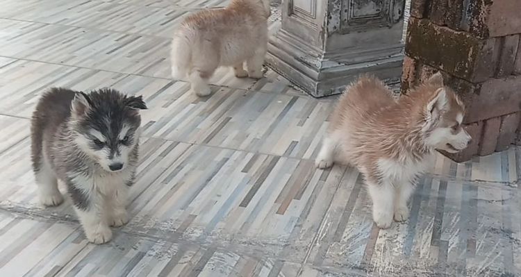 ลูกไซบีเรีย 40กว่าวัน 4,500.- สมุทรปราการ 081-9842183 รูปที่ 3