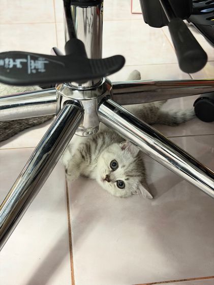 ลูกแมวขาสั้น มันช์กิ้น 2 เดือนพร้อมย้าย รูปที่ 6