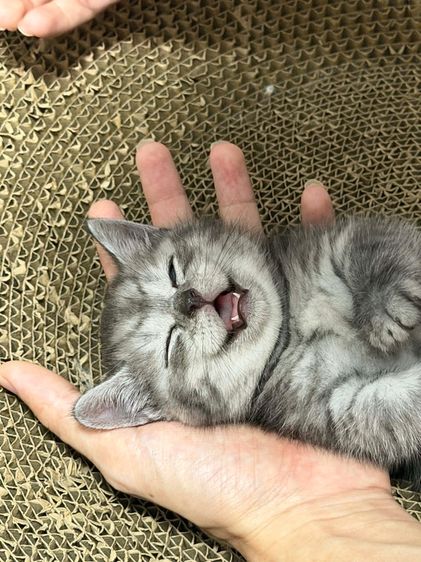 ลูกแมวขาสั้น มันช์กิ้น 2 เดือนพร้อมย้าย รูปที่ 10