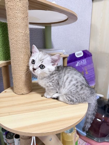 ลูกแมวขาสั้น มันช์กิ้น 2 เดือนพร้อมย้าย รูปที่ 2