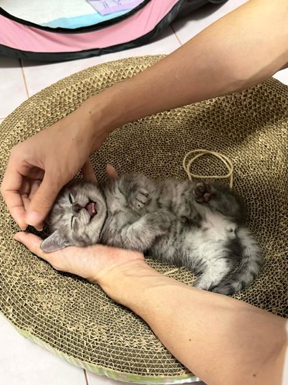 ลูกแมวขาสั้น มันช์กิ้น 2 เดือนพร้อมย้าย รูปที่ 11