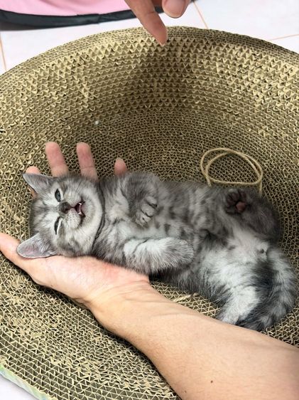 ลูกแมวขาสั้น มันช์กิ้น 2 เดือนพร้อมย้าย รูปที่ 8