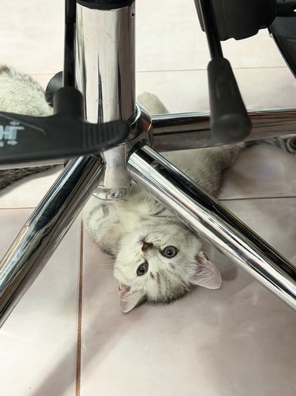 ลูกแมวขาสั้น มันช์กิ้น 2 เดือนพร้อมย้าย รูปที่ 5