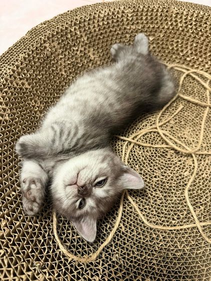 ลูกแมวขาสั้น มันช์กิ้น 2 เดือนพร้อมย้าย รูปที่ 9