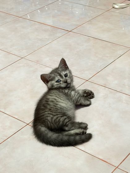 ลูกแมวขาสั้น มันช์กิ้น 2 เดือนพร้อมย้าย รูปที่ 7