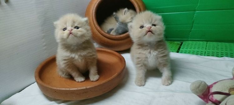 แมว รูปที่ 6