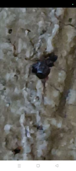 พระสมเด็จวัดระฆัง รูปที่ 11