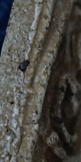 พระสมเด็จวัดระฆัง รูปที่ 10