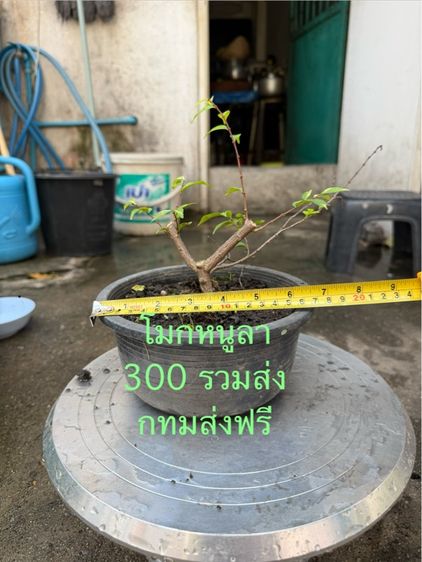 กิ่งตอนโมกหนูลา รูปที่ 4