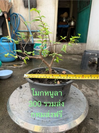 กิ่งตอนโมกหนูลา