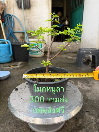 กิ่งตอนโมกหนูลา รูปที่ 3