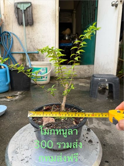 กิ่งตอนโมกหนูลา รูปที่ 2