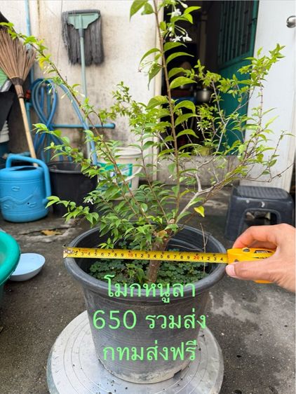 กิ่งตอนโมกหนูลา รูปที่ 5