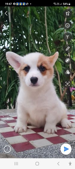 สัตว์เลี้ยง