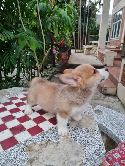 สัตว์เลี้ยง รูปที่ 15