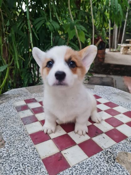 สัตว์เลี้ยง รูปที่ 3