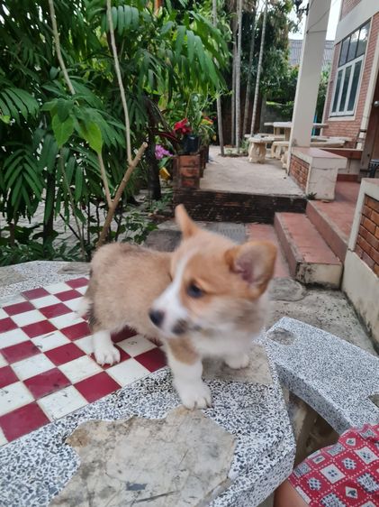 สัตว์เลี้ยง รูปที่ 17