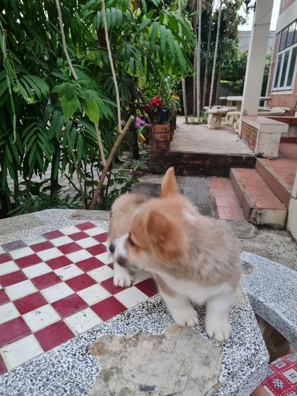 สัตว์เลี้ยง รูปที่ 16