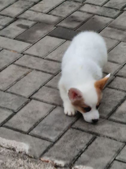 สัตว์เลี้ยง รูปที่ 2