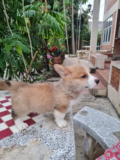 สัตว์เลี้ยง รูปที่ 14