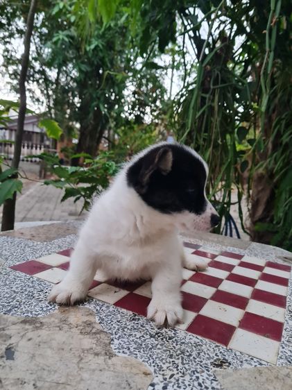 สัตว์เลี้ยง รูปที่ 11