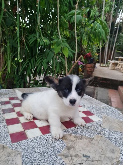 สัตว์เลี้ยง รูปที่ 10