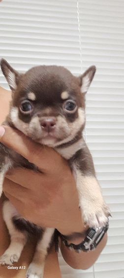 ชิวาว่า รูปที่ 3