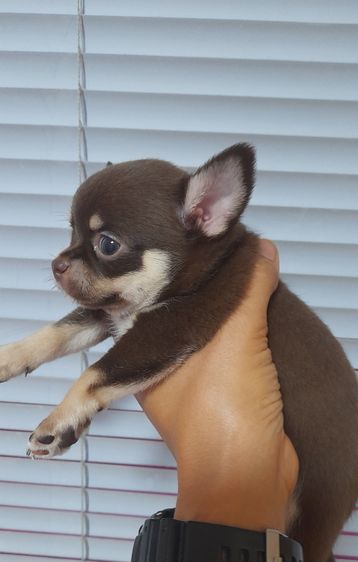 ชิวาว่า รูปที่ 2