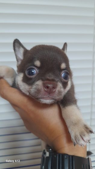 ชิวาว่า รูปที่ 4