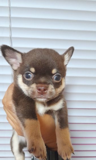 ชิวาว่า รูปที่ 5