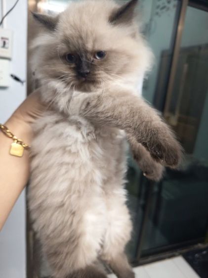 ลูกแมวเปอร์เซียหิมาลายัน หาบ้านพร้อมย้ายค่ะ รูปที่ 3