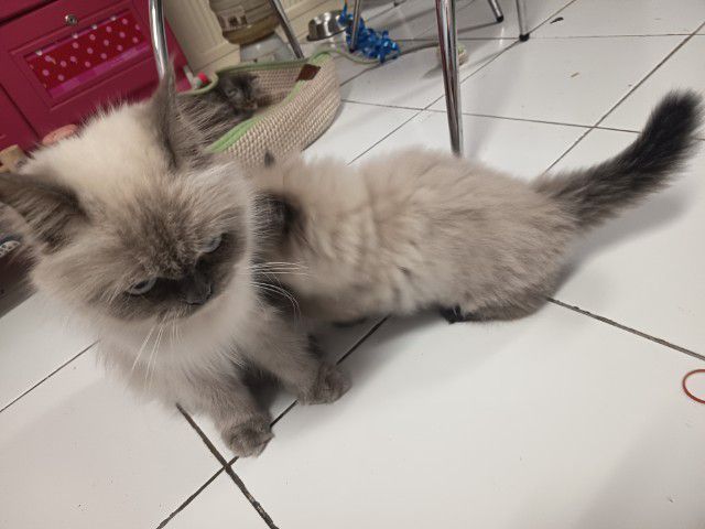 ลูกแมวเปอร์เซียหิมาลายัน หาบ้านพร้อมย้ายค่ะ รูปที่ 6