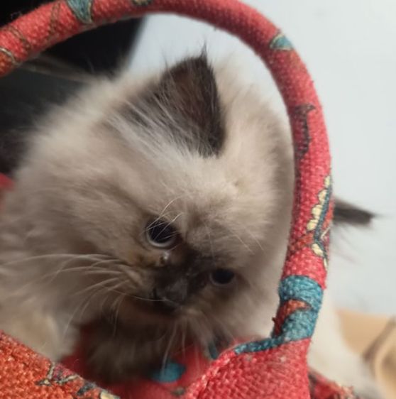 ลูกแมวเปอร์เซียหิมาลายัน หาบ้านพร้อมย้ายค่ะ รูปที่ 2