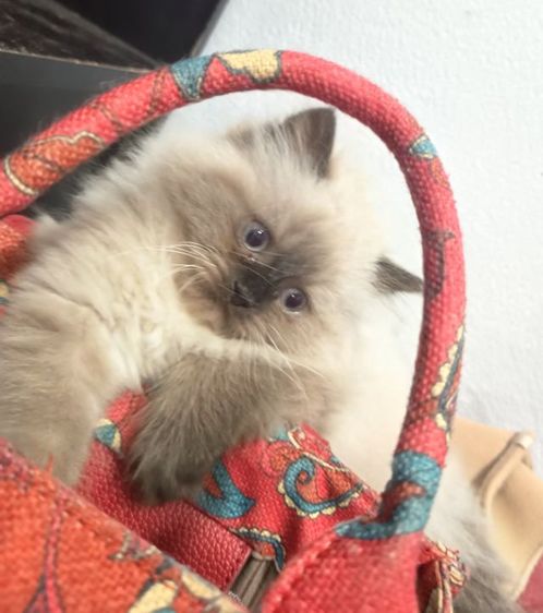 เปอร์เซีย (Persian) ลูกแมวเปอร์เซียหิมาลายัน หาบ้านพร้อมย้ายค่ะ