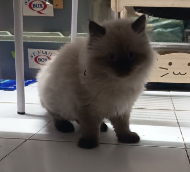 ลูกแมวเปอร์เซียหิมาลายัน หาบ้านพร้อมย้ายค่ะ รูปที่ 5