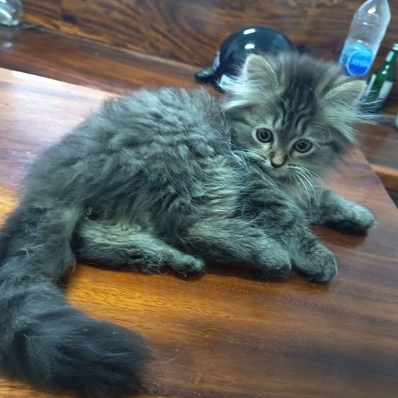 ลูกแมวเปอร์เซียลายสลิด หุ่นหมี  ขนฟู  หาบ้านใหม่พร้อมย้ายค่ะ รูปที่ 6