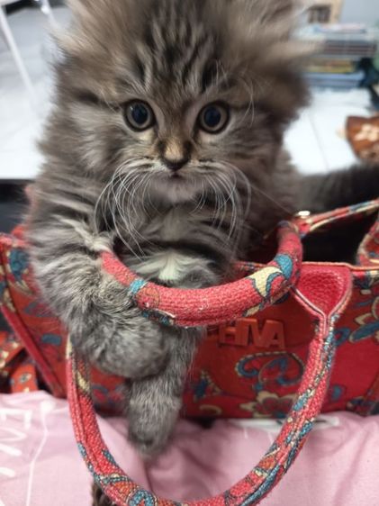 ลูกแมวเปอร์เซียลายสลิด หุ่นหมี  ขนฟู  หาบ้านใหม่พร้อมย้ายค่ะ รูปที่ 2