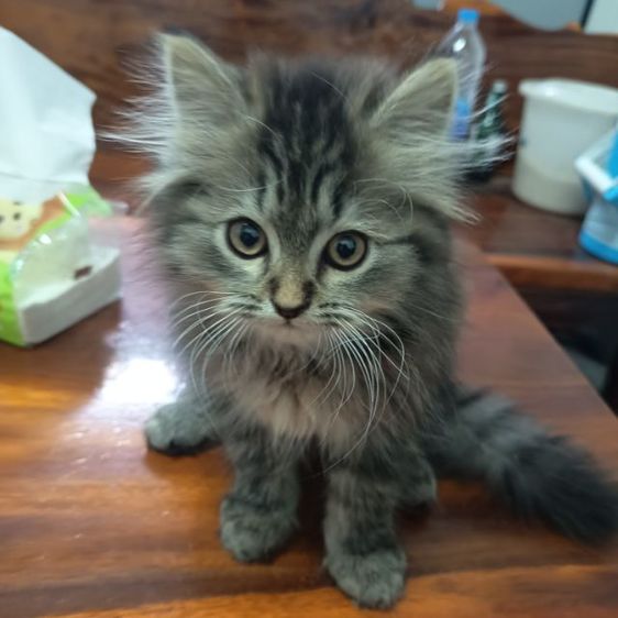 ลูกแมวเปอร์เซียลายสลิด หุ่นหมี  ขนฟู  หาบ้านใหม่พร้อมย้ายค่ะ รูปที่ 4