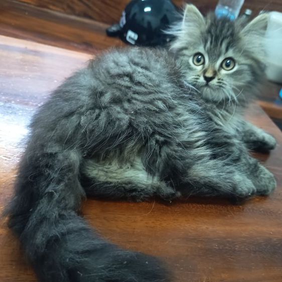 ลูกแมวเปอร์เซียลายสลิด หุ่นหมี  ขนฟู  หาบ้านใหม่พร้อมย้ายค่ะ รูปที่ 5